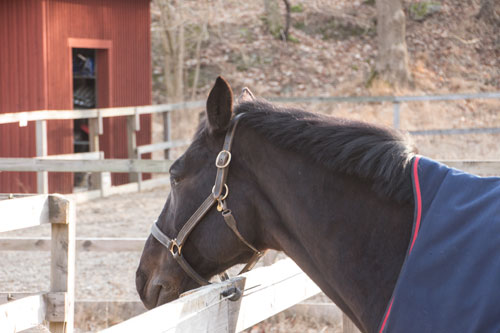 Vid Lilla Torp finns lagens fyrbenta väktare, på skärtorsdagen verkade hästarna något sömniga...