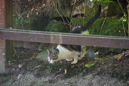 Stallkatten vid Stora Torp är ute på äventyr. Foto: Per Hallén 2014