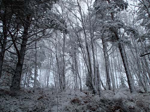 Snö på träden och ett mycket speciellt ljus. Foto: Per Hallén 2014
