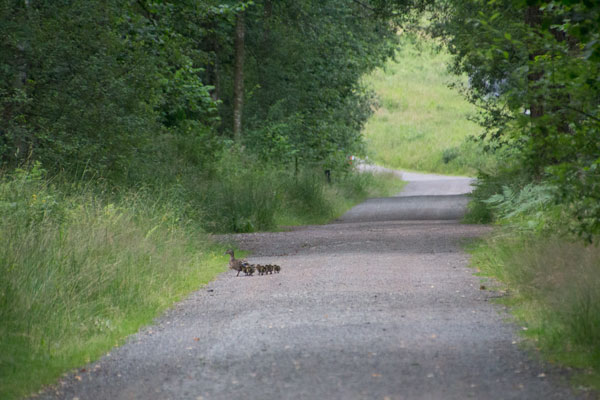 Strax efter station 12 var en större gräsandsfamilj ute på promenad, här är de på väg ner i en vattensamling på vägens vänstra sida. Foto: Per Hallén 2015