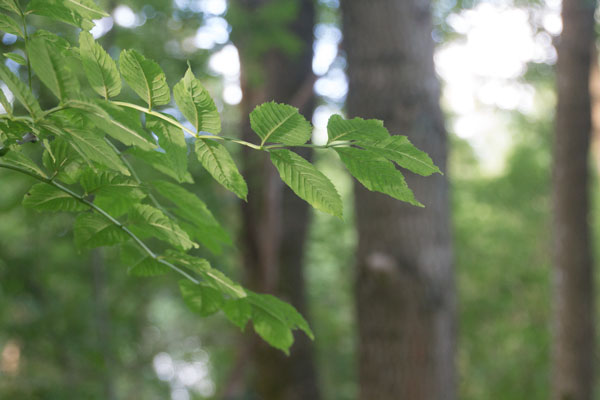 Närbild på asklöv vid station 15. Foto: Per Hallén 2015