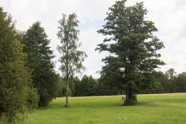 En av de få björkarna som står kvar nära gräsplanen. Foto: Per Hallén 2015