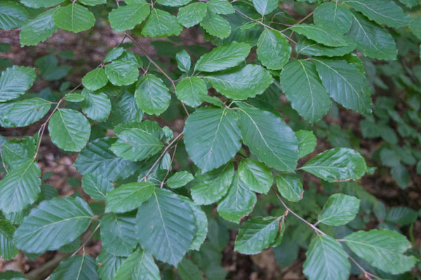 Brakved vid station 6. Foto: Per Hallén 2015