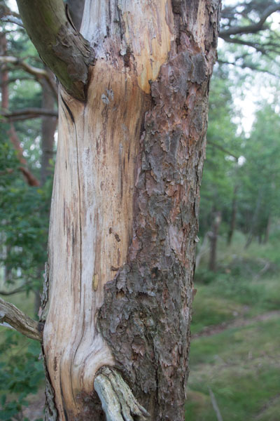 Död tall men utan synliga angrepp från barkborrar. Foto: Per Hallén 2015