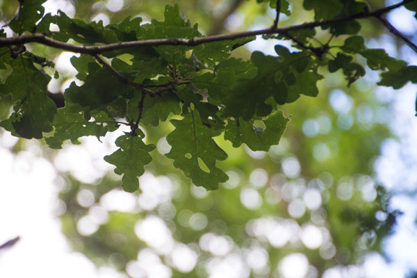 Eklöv vid station 4. Foto: Per Hallén 2015