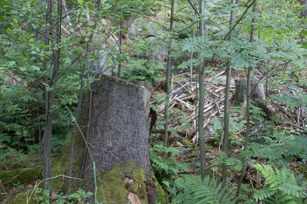 Stubbarna är allt som återstår av denna en gång mycket imponerande dunge med granar. Foto: Per Hallén 2015