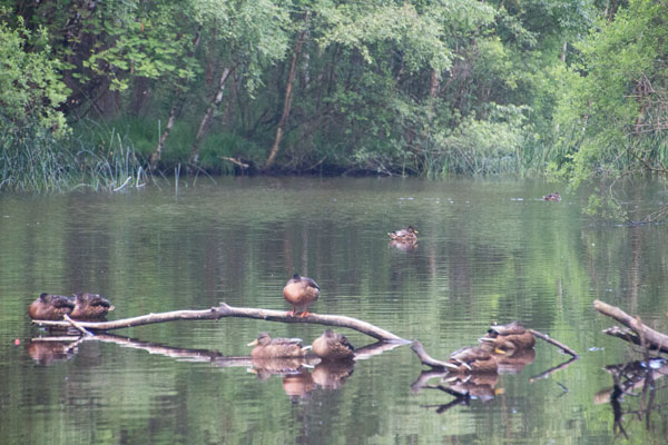 Sömniga gräsänder vid station 7! Foto: Per Hallén 2015
