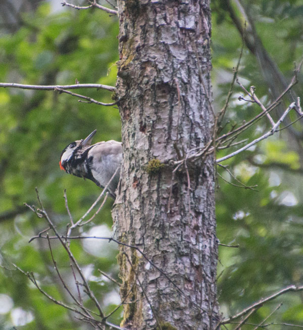 Under dagens vandring visade sig en hackspett. Foto: Per Hallén 2015