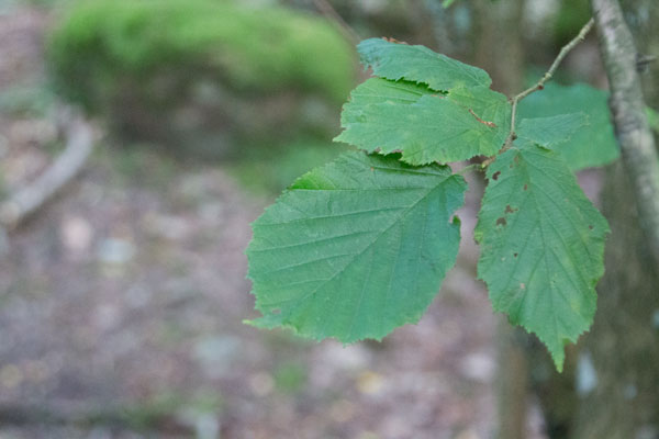 Närbild på några löv tillhörande en hasselbuske vid station 9. Foto: Per Hallén 2015