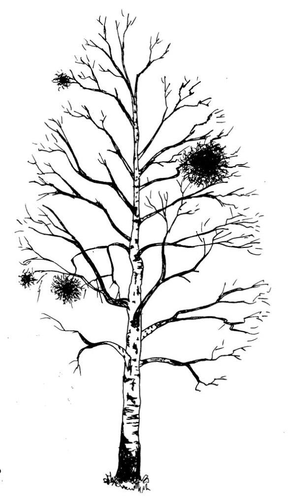 Häxkvastar på en björk. Illustration ur Upptäck Delsjön.