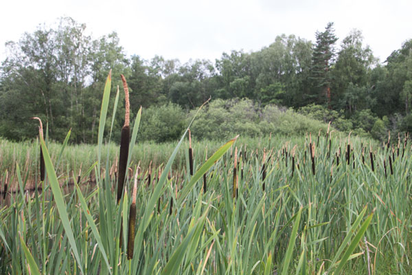 Kaveldun vid station 10. Foto: Per Hallén 2015