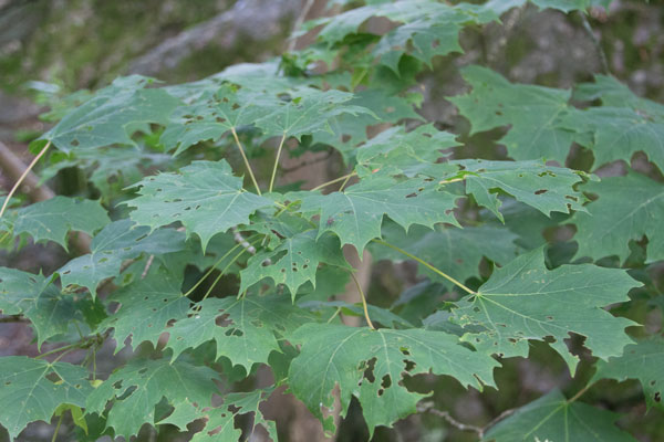 Den Gröna Fabriken vid station 2. Foto: Per Hallén 2015