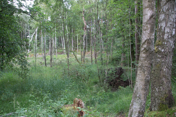 Ont om snö vid station 11, men kanske finns det ändå spår? Foto: Per Hallén 2015