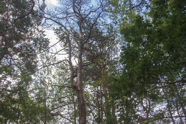 Station 13, döda tallar. Foto: Per Hallén 2015