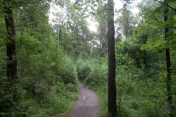 Station 3. Inga stora granar finns kvar! Foto: Per Hallén 2015