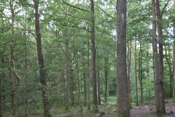 Ekskog vid station 4. Foto: Per Hallén 2015