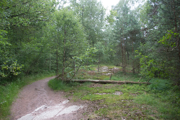 Hällen rak fram i bild, bortanför det fallna trädet, är den som Linné besökte. Foto: Per Hallén 2015