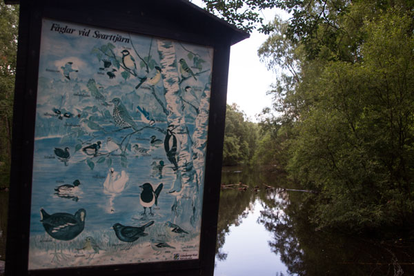 Fåglarna vid Svarttjärn, station 7. Foto: Per Hallén 2015