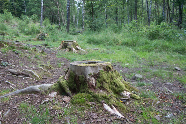 Stubbar finns det ännu kvar vid station 1. Foto: Per Hallén 2015