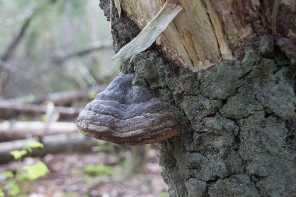 En ticka var den enda svamp som var synlig vid mitt besök. Foto: Per Hallén 2015