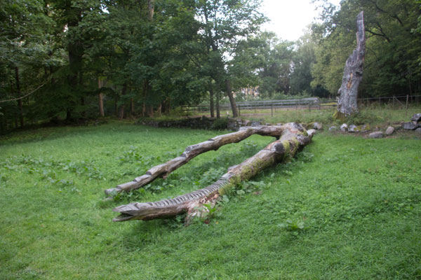 Ett fallet träd har fått en "konstnärlig" utformning. Foto: Per Hallén 2015