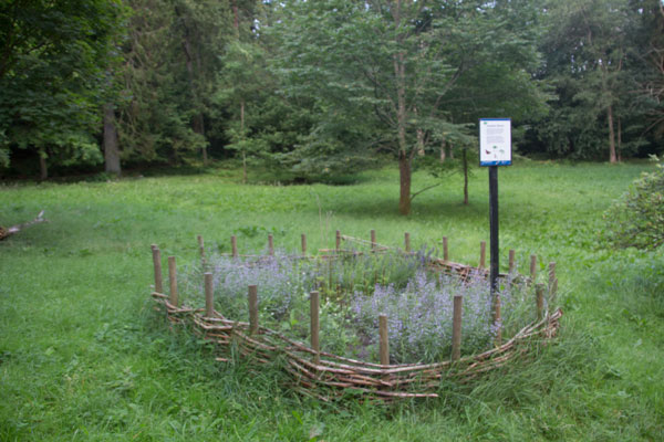 Här får fjärillarna mat! Foto: Per Hallén 2015