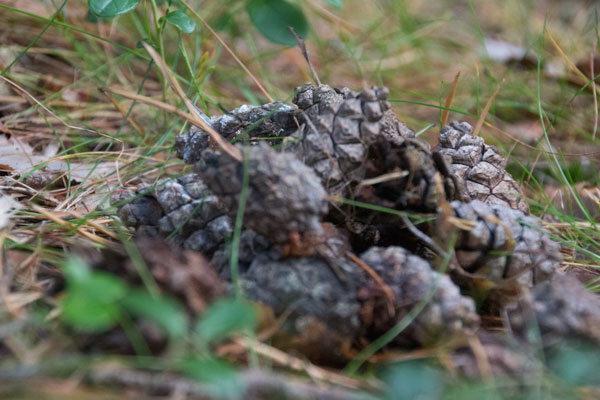 Kottar. Foto: Per Hallén 2015