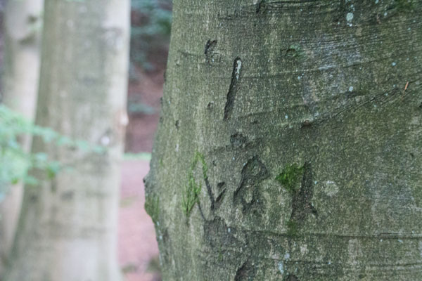 Ristningar i bokens bark var förr vanligt. Foto: Per Hallén 2015
