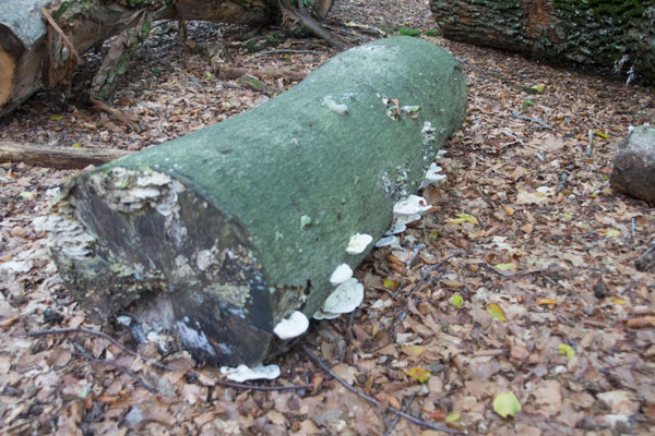 Svamp av olika slag får snabbt fäste på stammarna. Foto: Per Hallén 2015