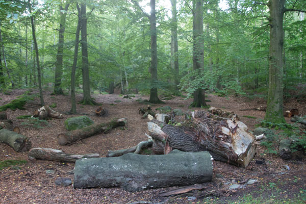 Här läggs träd för att bli föda åt insekter och svamp. Foto: Per Hallén 2015