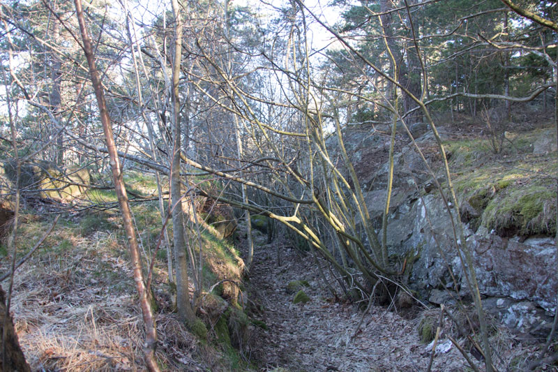 Kanalen in till dammen är idag övervuxen, men ändå tydlig. Foto: Per Hallén 2016