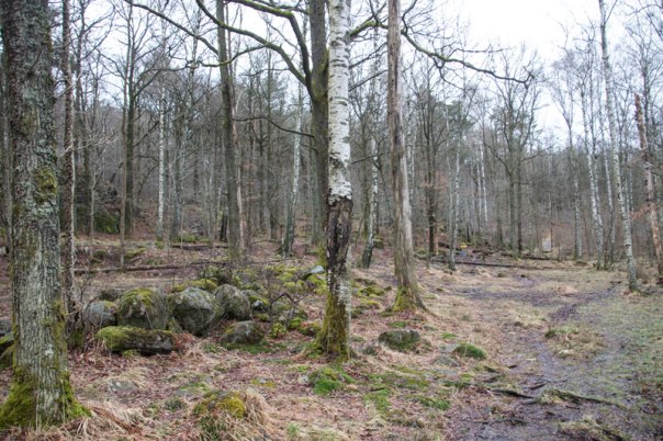 Nära mossmarken syns tydliga spår av en terrass som torparna på Sandhåla uppförde för att få mer mark till odling. Foto: Per Hallén 2016.